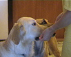 Ham