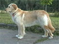 Agaia (2,5 ron)